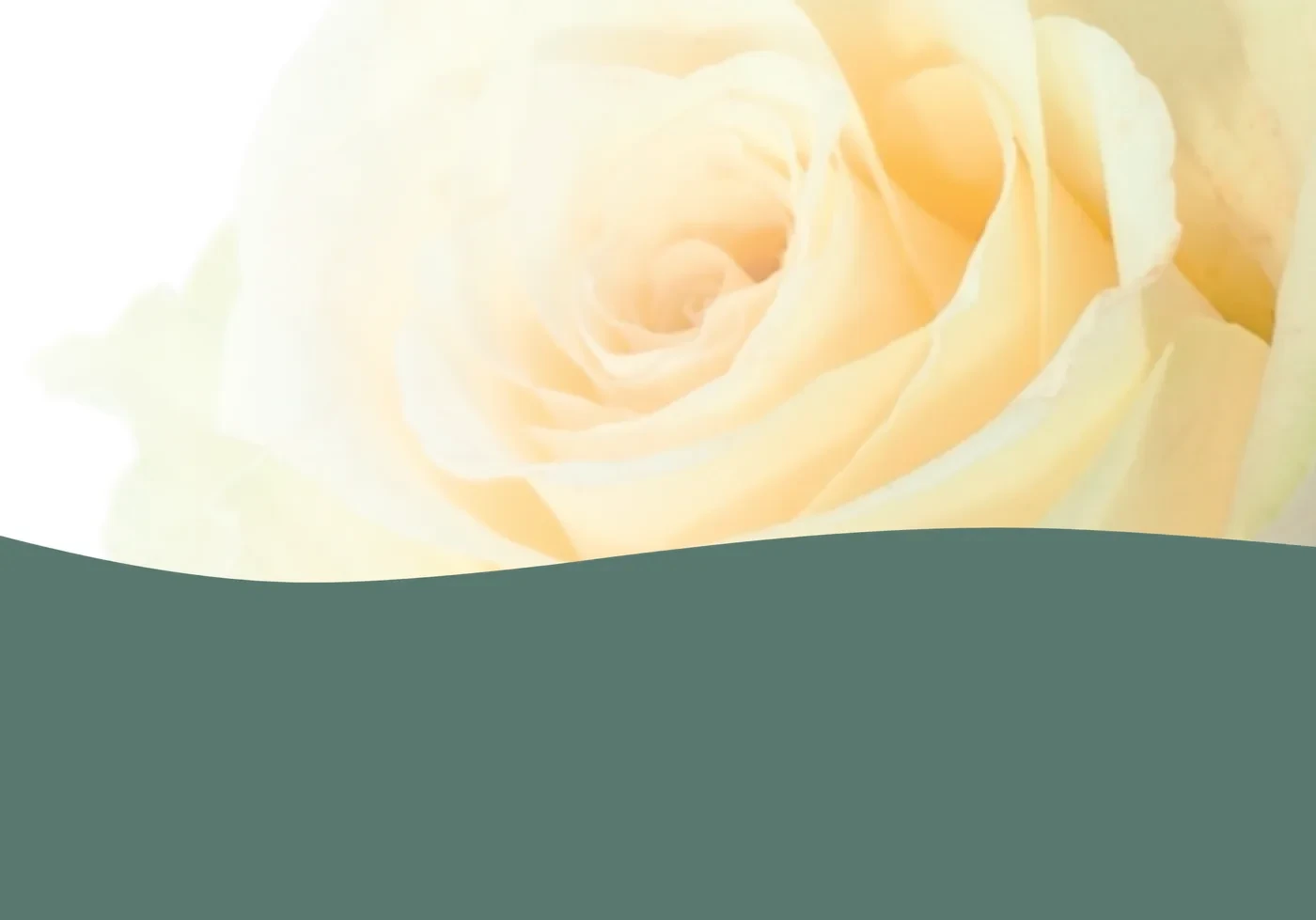 Cremefarbene Rose